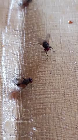 A close-up video of a fly trapped in a sticky paper trap. This macro footage shows detailed movements of the fly as it struggles to escape, clearly showing the texture of the glue and the paper surfac