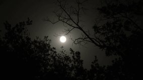 Full moon and silhouette of tree branches at night. Moonlight in forest. Dark halloween concept - Powered by Shutterstock - Get 15% off with code: PIKWIZARD15