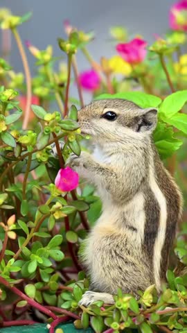 a cute squirrel in the wild