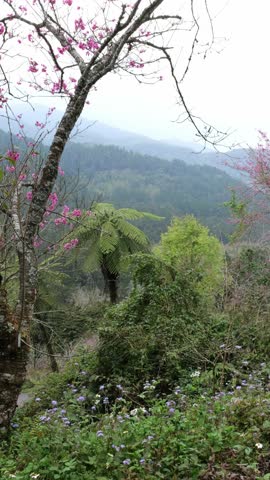 Vertical video of mist over rolling hills and mountains in Xitou Nature Education Area in Taiwan with cherry blossoms in the foreground