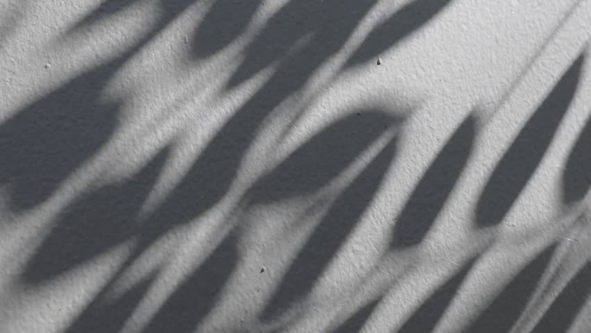 Abstract natural tree branch leaves shadow on white wall background