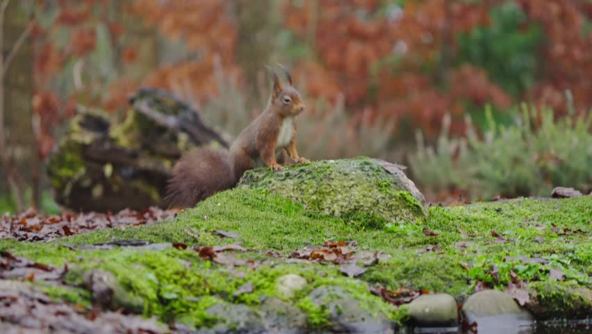 Slow motion of red squirrel bounding across leafy forest floor with tail streaming behind, posing on rock