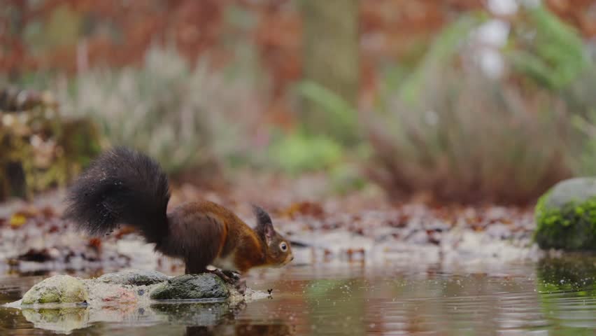 Slow motion of red squirrel leaping across water with nut in mouth standing on mossy patch in woodland clearing