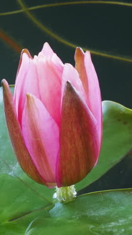 Vertaical timelapse of pink lotus water lily flowers opening, waterlily blooming