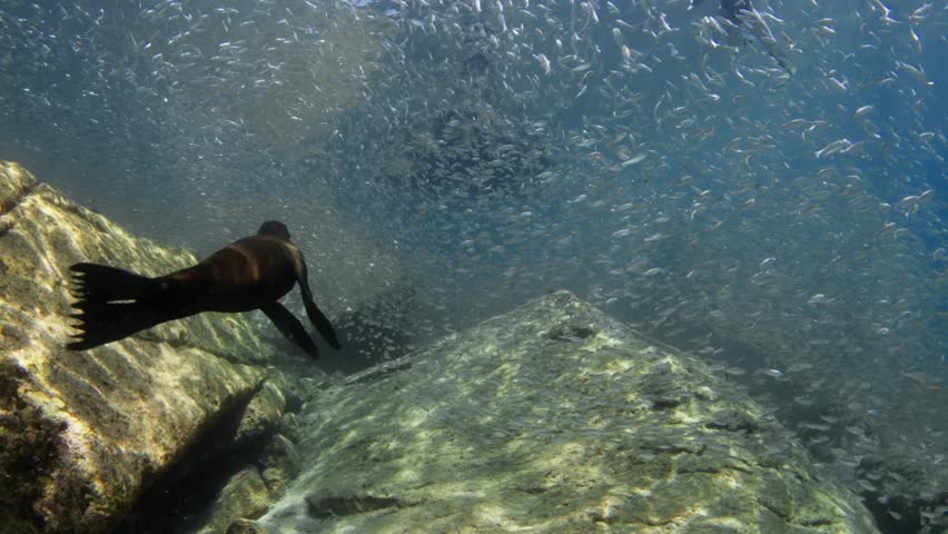 A school of Sardines (Clupeoidei) separate for California sea lion (Zalophus californianus), surface is visible. Filmed in shallow water at Los Islotes, Baja California.