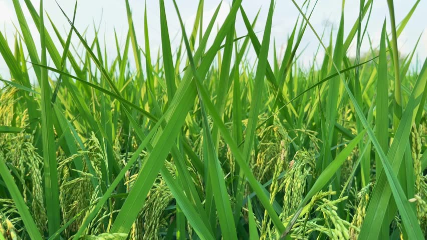 A slow tracking shot through a lush rice field, showing vivid green paddy plants gently swaying in the breeze. The camera movement creates a natural parallax, ca