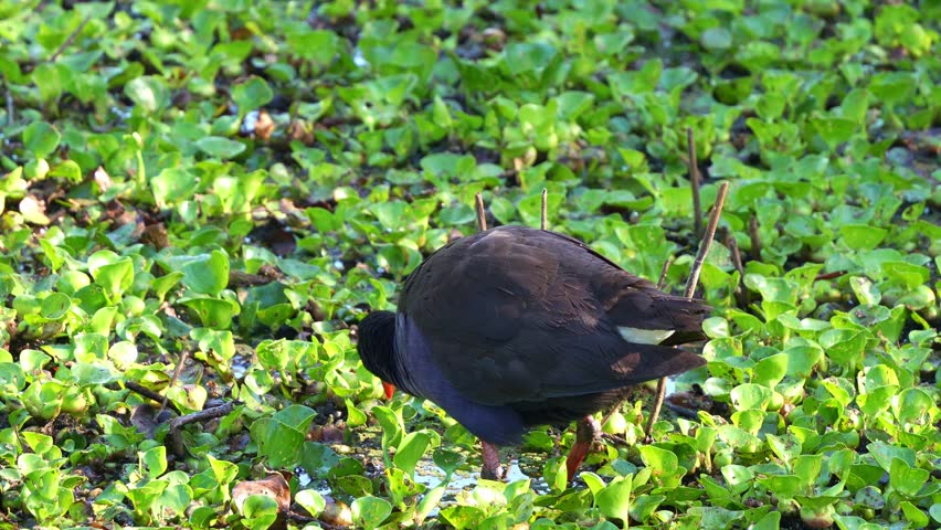 An Australasian Swamphen (Porphyrio melanotus) foraging in the wetland filled with dense green aquatic plants, close up shot.