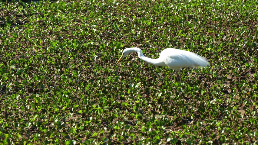 A Cattle egret foraging in the wetland filled with dense aquatic plants, close up shot.