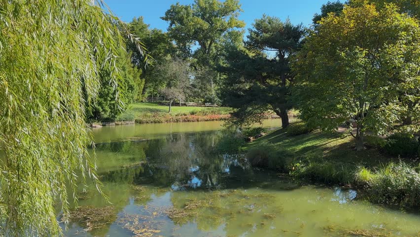 Tranquil pond in Chicago Botanic Garden under clear blue sky