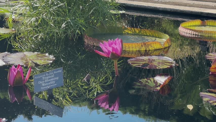 Vibrant waterlilies in peaceful Chicago Botanic Garden pond setting