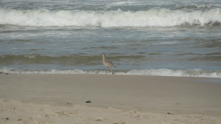 Slow Motion of Two Long-Billed Shorebirds Foraging on a Sandy Beach with Crashing Waves