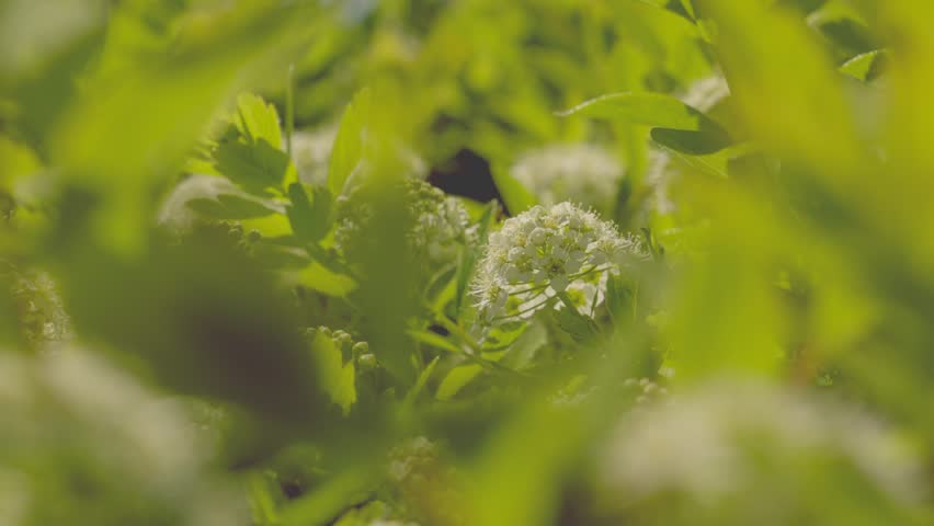 A close-up of a blooming onion, with its white, round-shaped flowers. The buds of the onion are among the lush foliage, and the cultivation of onion seeds is in progress.