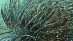 Macro shot of a fluorescent anemone underwater. Tentacles moving in the current with sun rays hitting the SAND - Powered by Shutterstock - Get 15% off with code: PIKWIZARD15