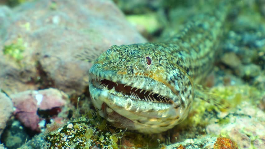 Close-up Side View: Lizardfish struggling with mouth wide opened to engulf Scorpionfish (Scorpaena maderensis).