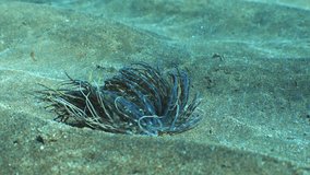 Fluorescent Anemone in current: Shot tracks backward, showing sun rays on the sandy seabed. - Powered by Shutterstock - Get 15% off with code: PIKWIZARD15