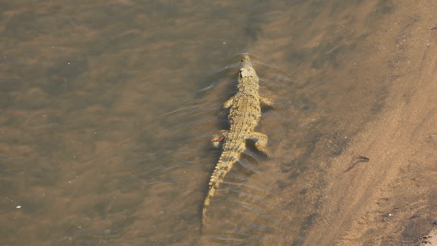 A Nile crocodile (Crocodylus niloticus) swimming in a flowing river, Kruger National Park, South Africa