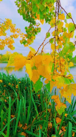 a cluster of yellow leaves on thin branches, a scene from autumn when leaves change color. The leaves appear fresh and vibrant, with some green foliage visible in the lower part of the image