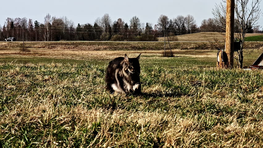 Maine Coon feline enjoying the rhythm of its long stride in open countryside. Cesis, Latvia