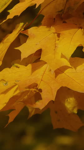 Vertical video. Golden autumn background. Fall season. Beautiful yellow maple leaves.