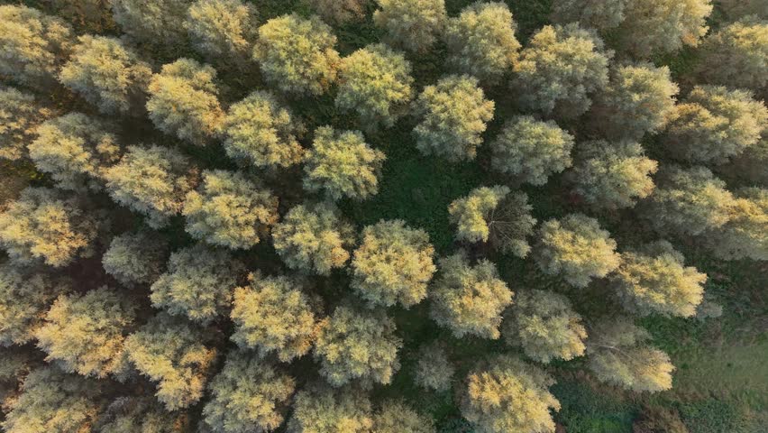Cinematic aerial shot of a slow upward drone rise and anticlockwise rotation above golden autumn trees and green grassland near Ware, Hertfordshire, glowing in warm evening sunlight.