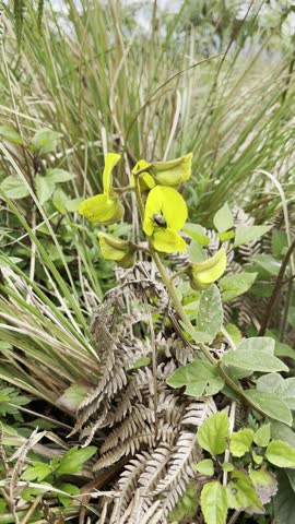 A close-up macro video of a metallic green beetle resting on a vibrant yellow flower in natural daylight. The iridescent sheen of the beetle contrasts beautifully with the petals, showcasing nature’s 