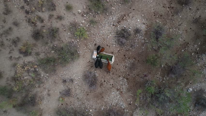 Aerial view of cattle drinking water from a trough in a sparse, arid landscape, contrasting the animals against the dry terrain, Globe, Arizona, United States.