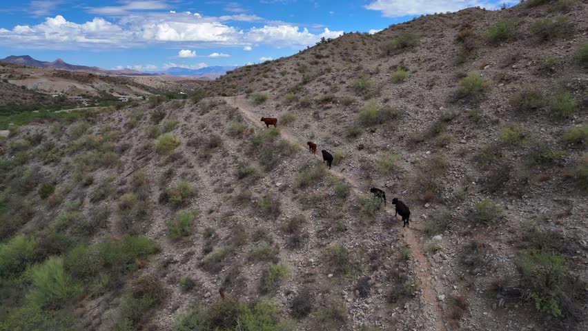 Aerial view of a trail winding through arid terrain with cows, their dark coats contrasting against the dry, rocky landscape, Globe, Arizona, United States.