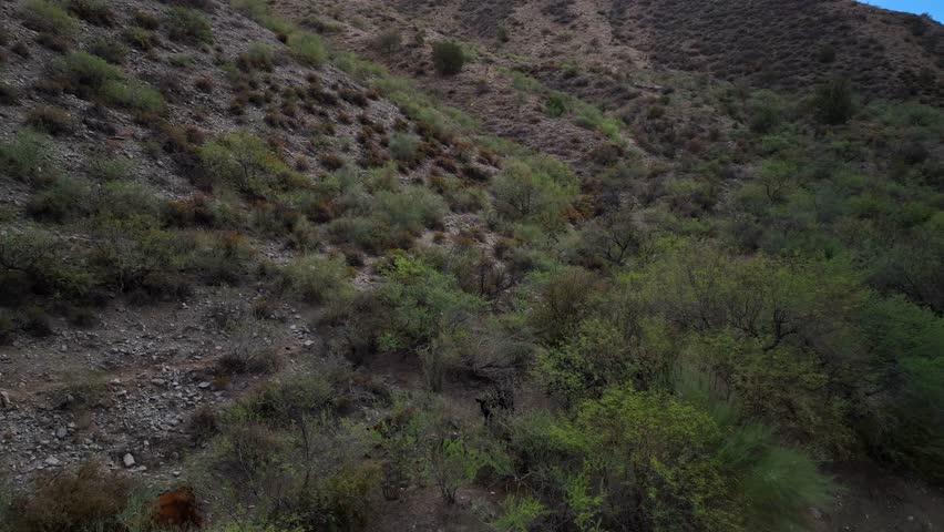 Aerial view of a rugged hillside draped in a tapestry of green shrubs and sparse trees, contrasting with the gray rocky terrain, Globe, Arizona, United States.
