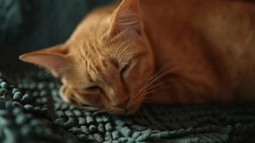 Peaceful orange cat sleeping on textured teal blanket, showcasing its soft fur and relaxed demeanor, creates serene atmosphere filled with calm and tranquility for perfect domestic pet moment - Powered by Shutterstock - Get 15% off with code: PIKWIZARD15