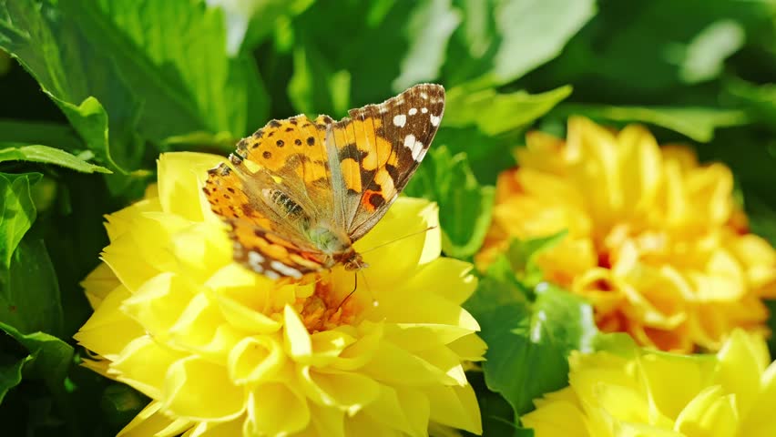 Delicate butterfly drinking nectar from flower symbolizing beauty and harmony
