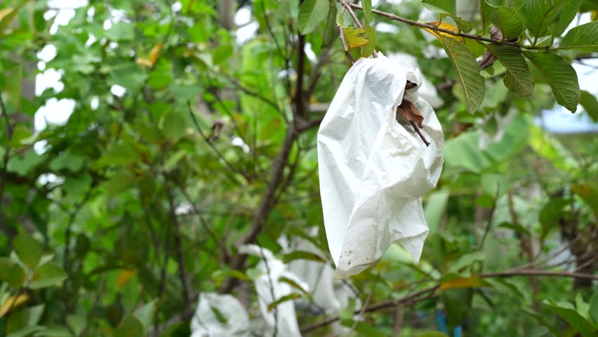 Plastic Bag Hangs from Tree Branch, Surrounded by Greenery and Foliage, Highlighting Pollution and Urgency for Environmental Conservation in Our Ecosystem