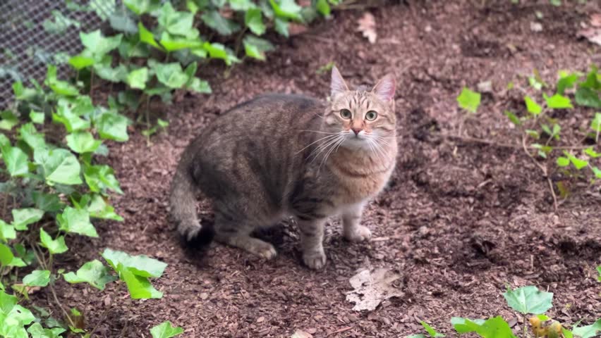 Tabby cat playing with a toy mouse outdoors among ivy. Active feline jumping, running, hunting, playful pet, domestic cat, nature, wildlife, outdoor fun, cute animal, energetic behavior.