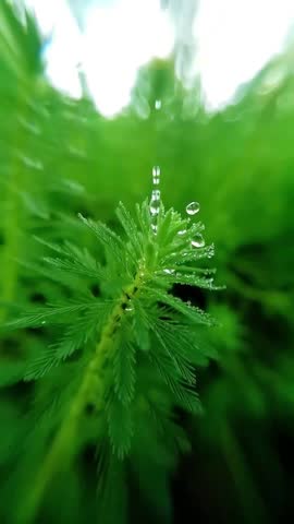 Stunning macro shot of pure water droplets falling on the feathery leaves of a vibrant green aquatic plant. A mesmerizing, slow-motion nature video showcasing the beauty of liquid and plant life in ul