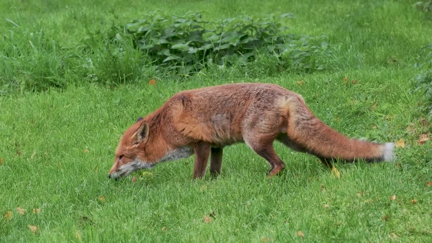 Red Fox Feeding in the Grass