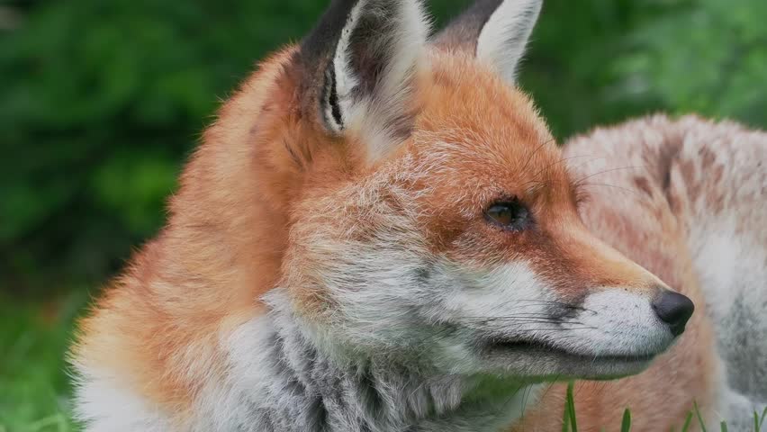 Red Fox Laying Down in the Grass