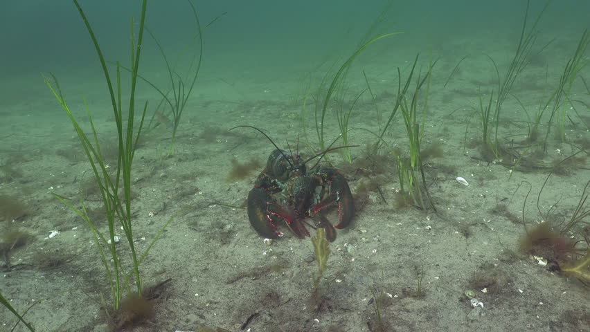 Atlantic Lobster on Sea Floor