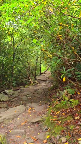  A 15 second vertical point of view video clip of hiking down a rocky trail in the Blue Ridge Mountains. Vertical. High quality FullHD footage