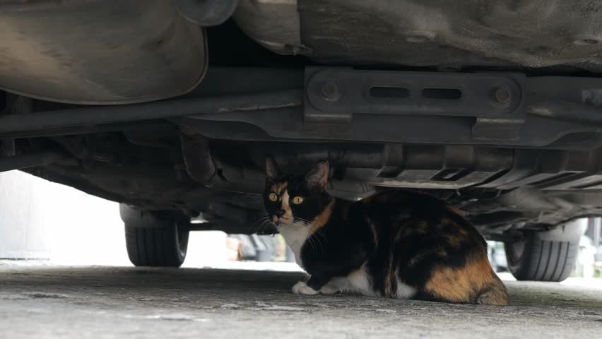 Calico cat sitting under old car on concrete ground looking at camera with alert expression