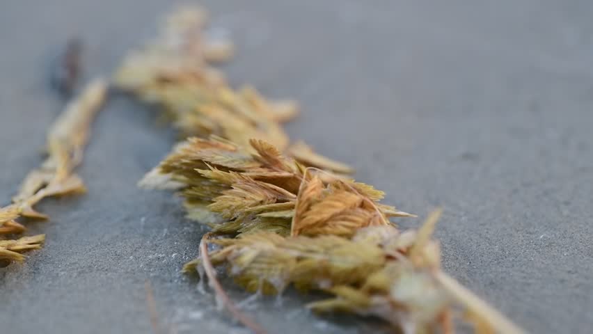 Handheld macro of dried sea oats resting on damp sand on Sullivan’s Island near Charleston at day’s end