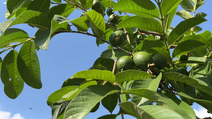 Close-up of guava fruits growing among green leaves on a tree branch under bright daylight and clear sky.