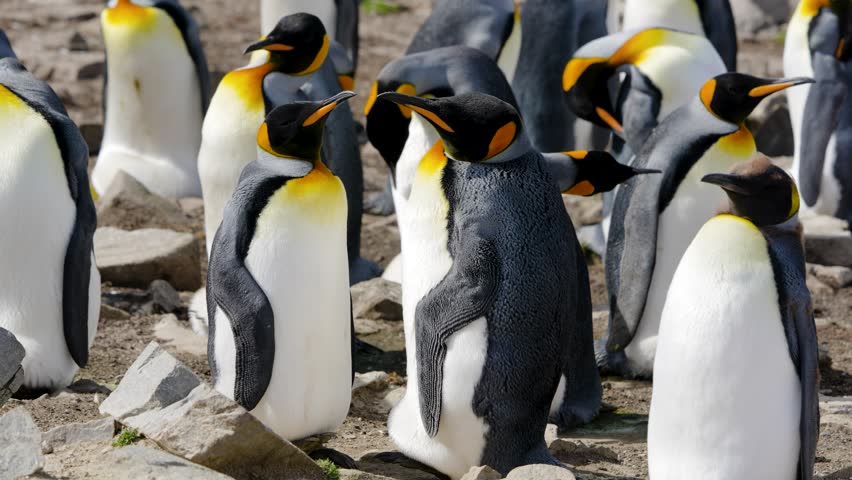 Group of King Penguins standing resting and preening feathers on the rocky ground in the Falkland Islands UK colony close up shot.