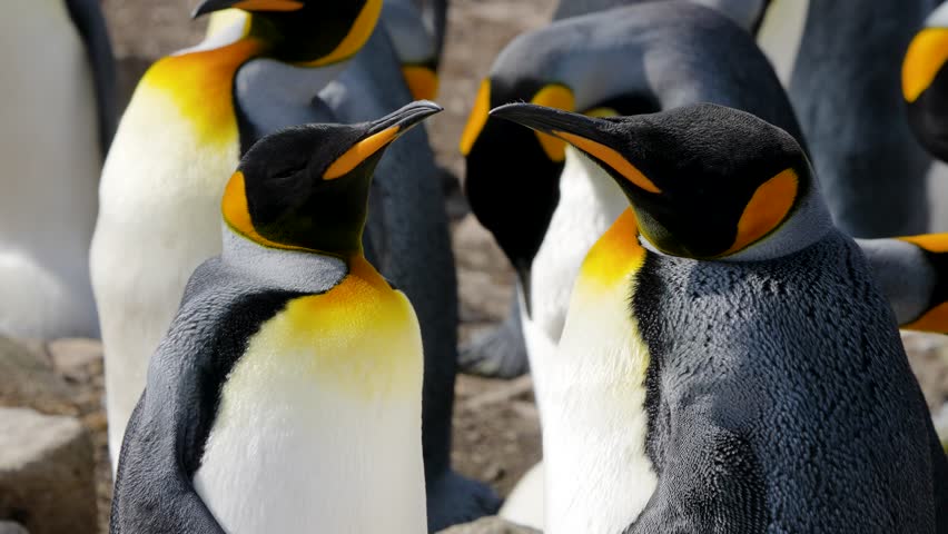 King penguins standing on rocky terrain in Falkland Islands, some resting with eyes closed, others preening feathers or bobbing heads under natural daylight.