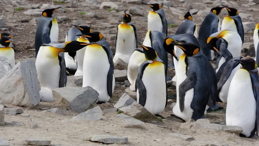 Group of king penguins resting and preening on rocky ground in Falkland Islands, showing natural behavior and vibrant plumage.