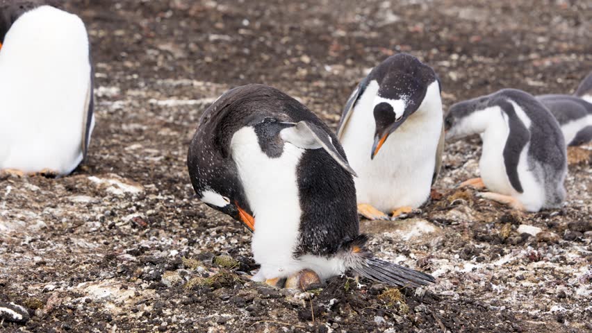 Close up shot of a Gentoo penguin Pygoscelis papua incubating an egg in its nest at a colony in the Falkland Islands UK. Wild life nature footage.