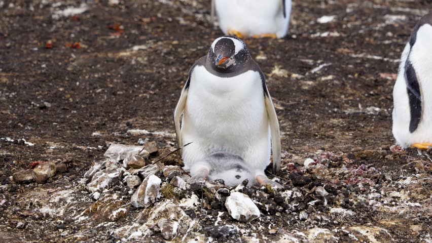 Gentoo penguin nesting on rocky terrain in Falkland Islands, with a chick sheltered under the parent's feet amidst stones and sparse vegetation.