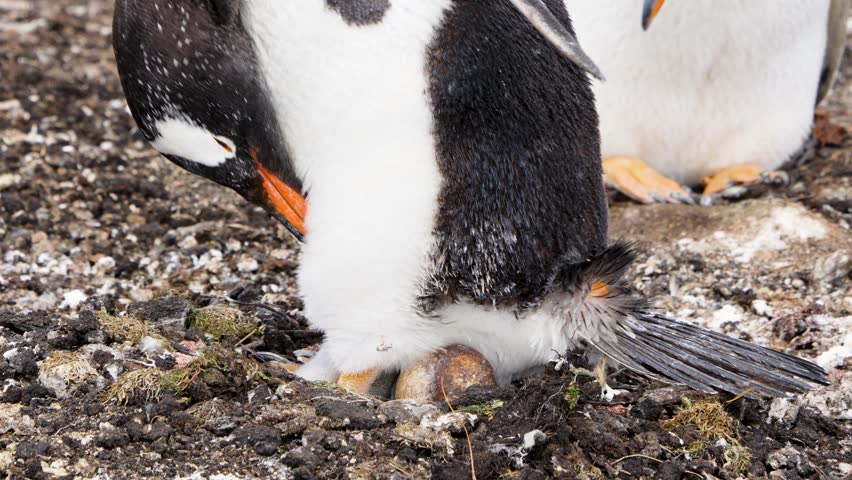 Close up shot of a Gentoo penguin Pygoscelis papua incubating an egg in its nest at a colony in the Falkland Islands UK. Wild life nature footage.