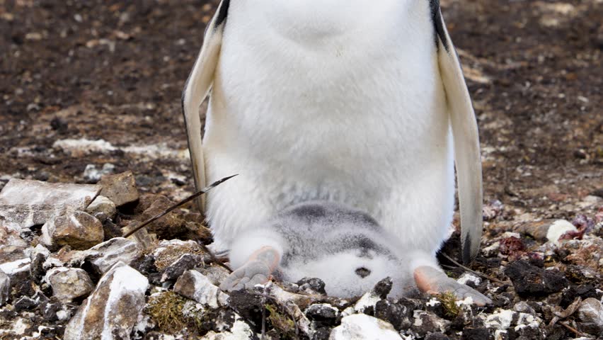 Gentoo penguin nesting on rocky terrain in Falkland Islands, with a chick sheltered under the parent's feet amidst stones and sparse vegetation.