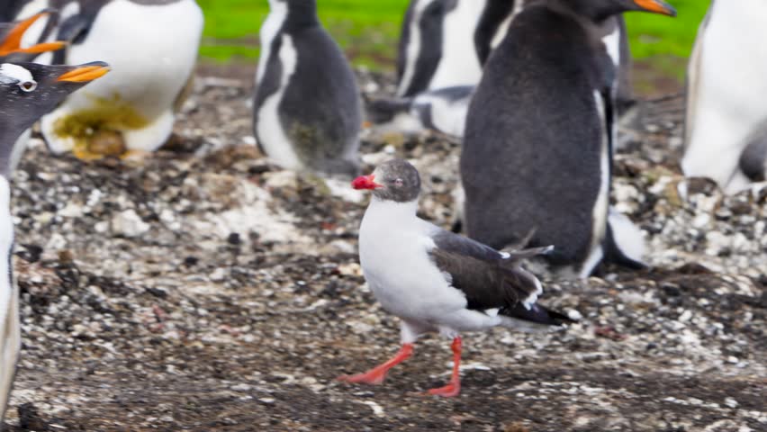 Gentoo penguin angrily calls out to a skua near its nest in Falkland Islands, with the parent incubating eggs on rocky ground under natural light.