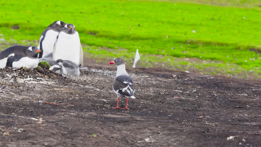 A protective Gentoo penguin Pygoscelis papua mother squawks aggressively at a predatory Skua bird Stercorariidae walking near her nest and chick in the Falkland Islands UK.