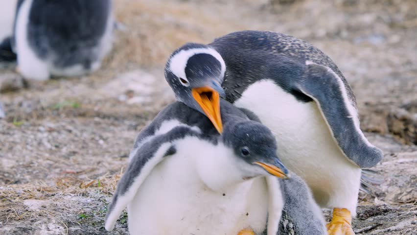 Gentoo penguin parent angrily chases larger chick from nest in Falkland Islands, focusing care on smaller sibling on grassy terrain.